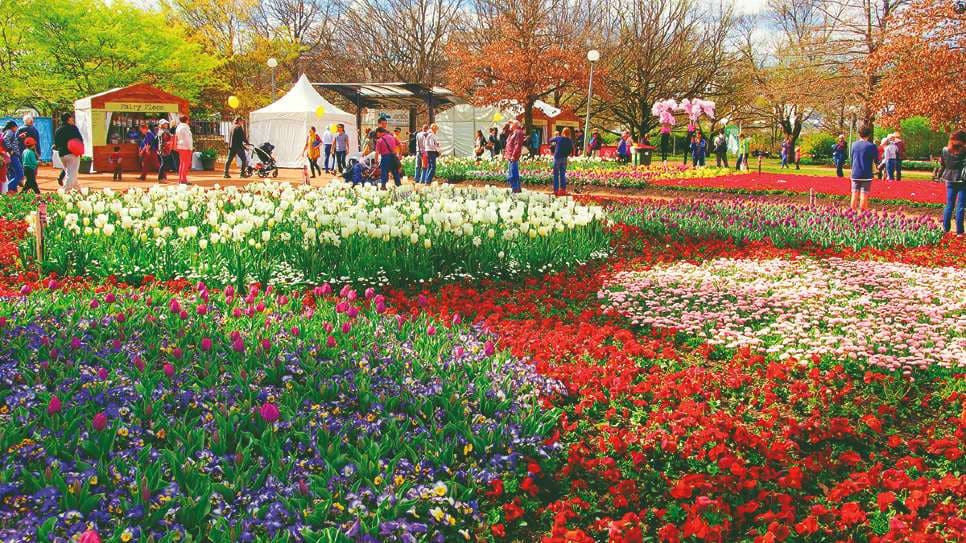 lễ hội hoa tulip