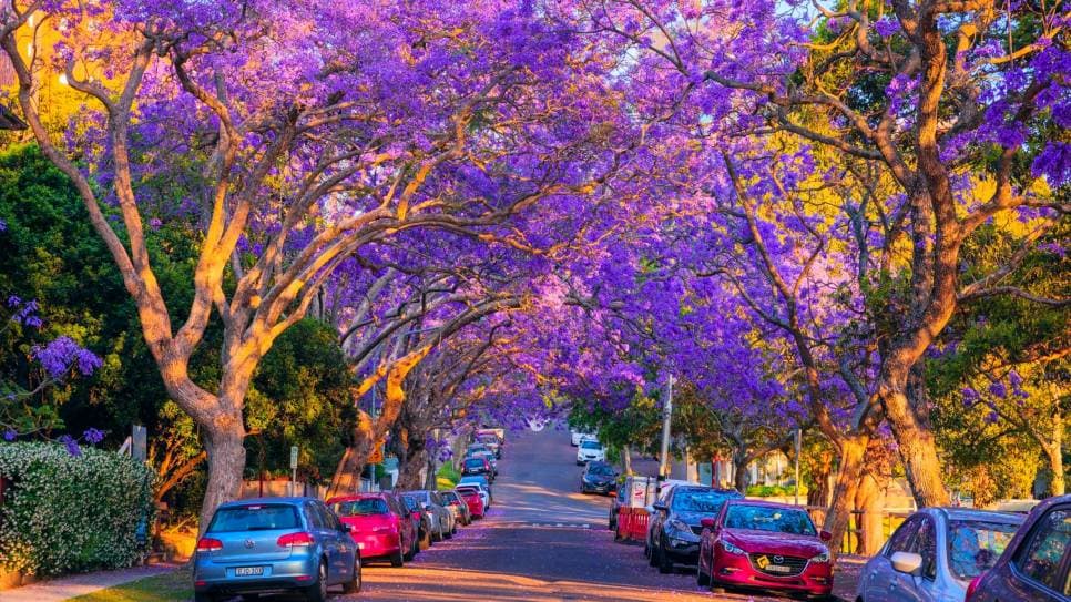 Ngắm phượng tím tại Kirribilli