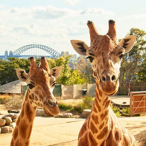 ÚC SYDNEY: TẾT NGUYÊN ĐÁN Ở THÀNH PHỐ CẢNG