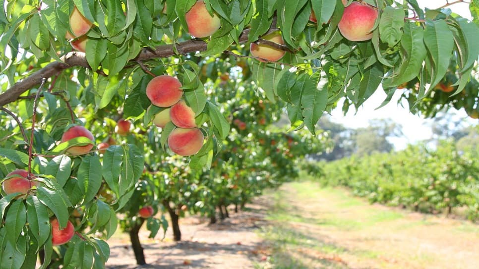 Rayner's Orchard Farm