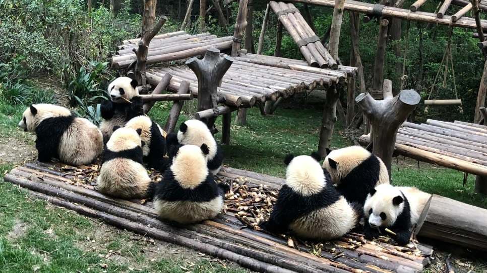 Trung tâm gấu trúc Thành Đô