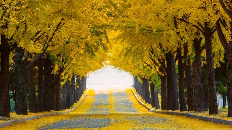 Đại lộ Ngân Hạnh Ginkgo Diaoyutai