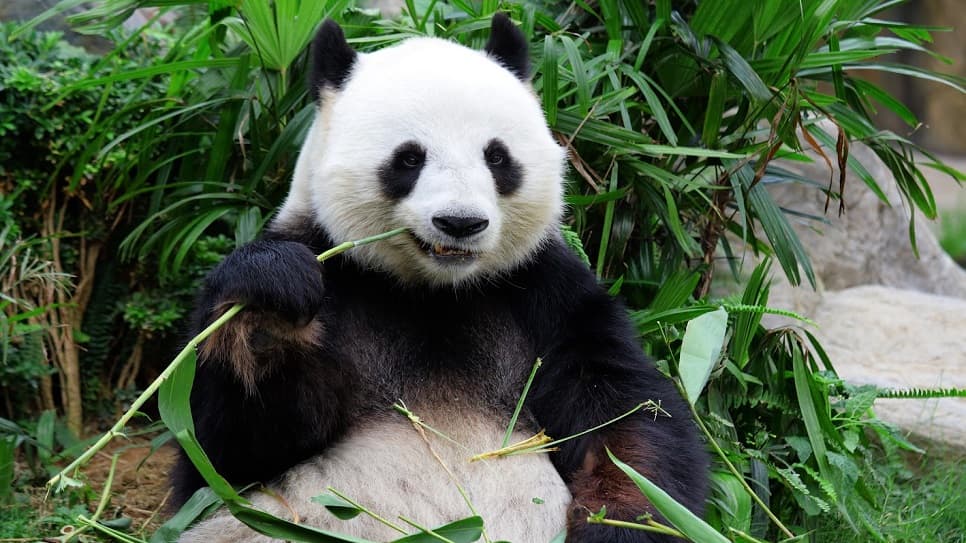 Công viên gấu trúc Thành Đô