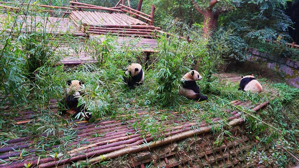 Ngắm nhìn những "quốc bảo" đáng yêu