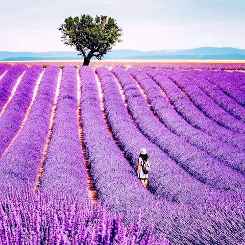 CHÂU ÂU: ĐỨC – PHÁP – Ý KHÁM PHÁ MÙA HOA PROVENCE