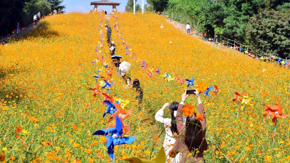 Cánh đồng hoa Cosmos