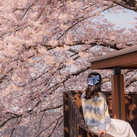 DU LỊCH BUSAN – GYEONGJU: MÙA HOA MỘNG MƠ