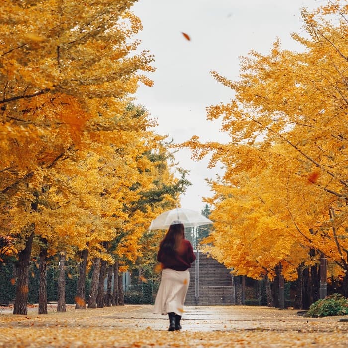 HÀN QUỐC: CHẠM THU LÃNG MẠN TẠI SEOUL