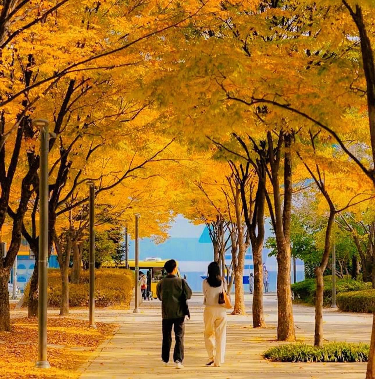 HÀN QUỐC: SẮC THU RỰC RỠ BUSAN - SEOUL