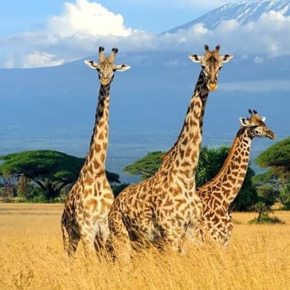 KENYA: MÙA THÚ DI CƯ