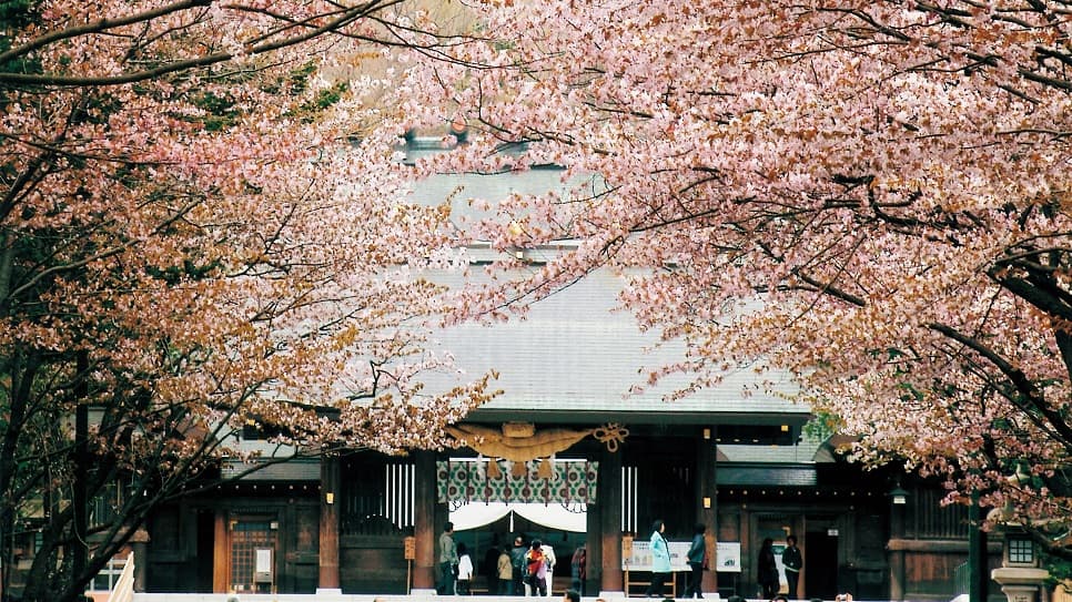 Mùa hoa xuân khoe sắc tại đền Hokkaido Jingu