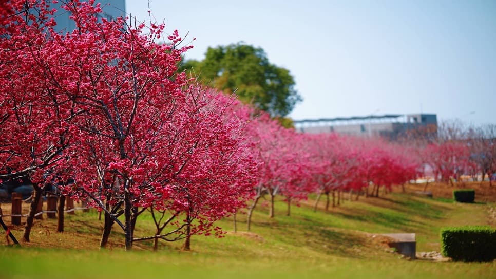 WELE Cherry Blossom Park