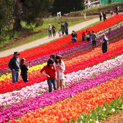 ÚC: THƯỞNG NGOẠN LỄ HỘI FLORIADE ĐẶC SẮC