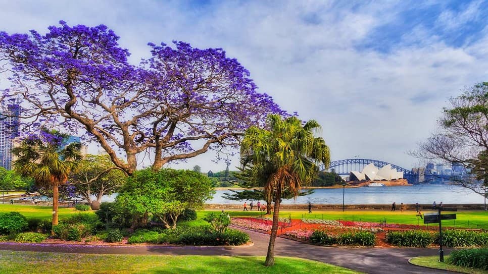 Ngắm hoa phượng tím tại Sydney