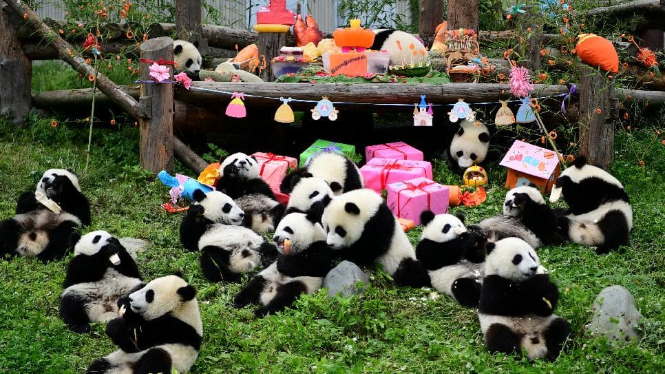 Trung tâm bảo tồn và nghiên cứu gấu trúc Thành Đô