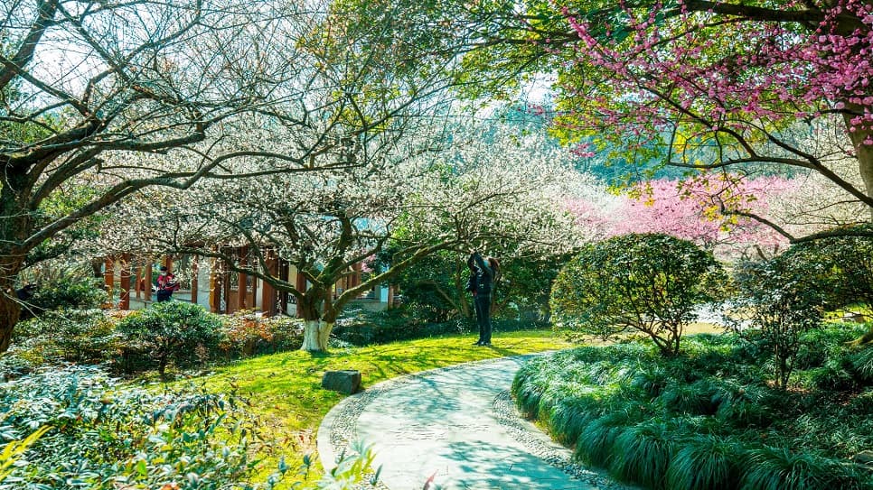 Khung trời hoa rực rỡ
