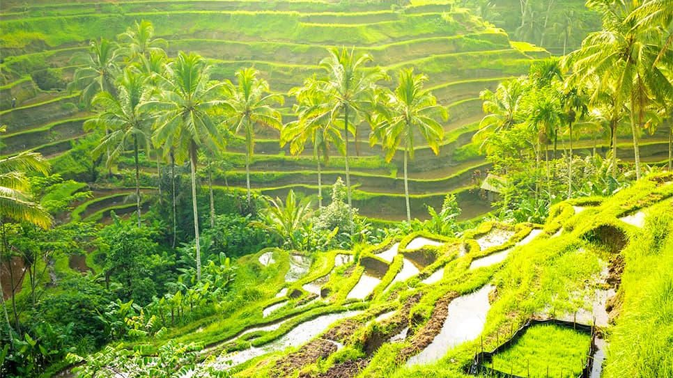Ruộng Bậc thang Tegalalang