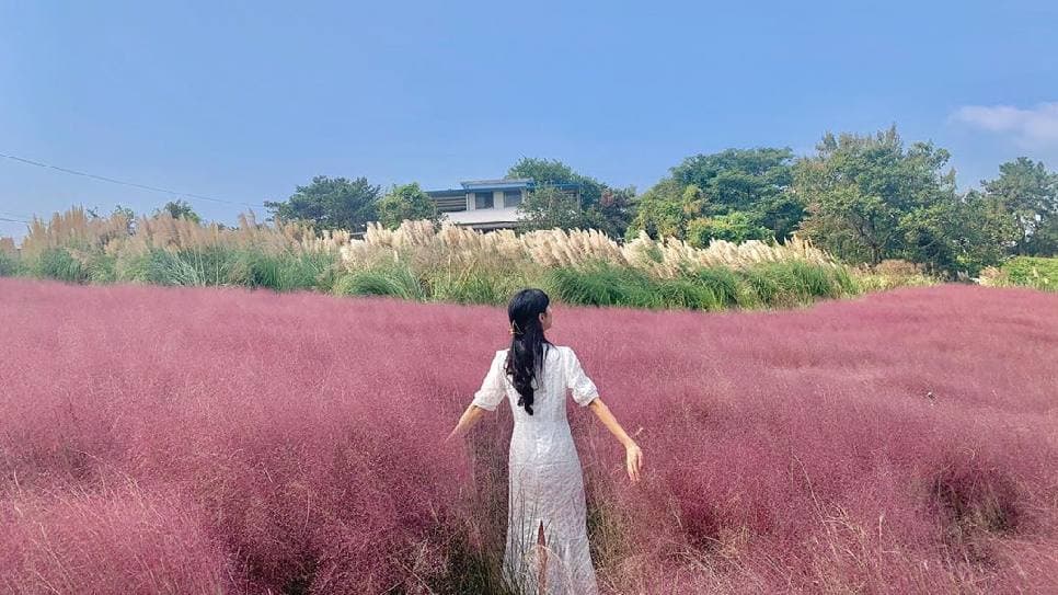 Hoa Pink Muhly