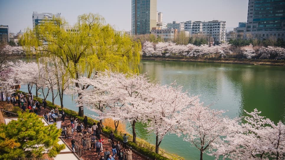Hồ Seokchon mùa hoa anh đào