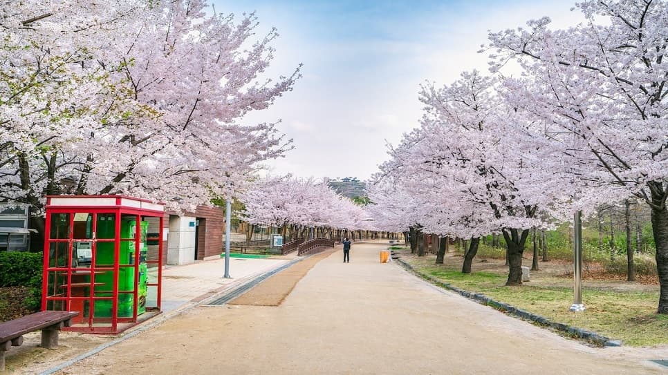 Những con đường rợp bóng hoa anh đào tại Seoul Forest