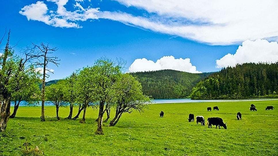 Thảo nguyên Cam Hải Tử