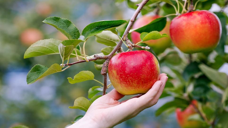 Trải nghiệm hái trái cây tại vườn