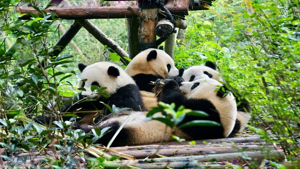 Trung tâm Bảo tồn và Nghiên cứu Gấu trúc Thành Đô