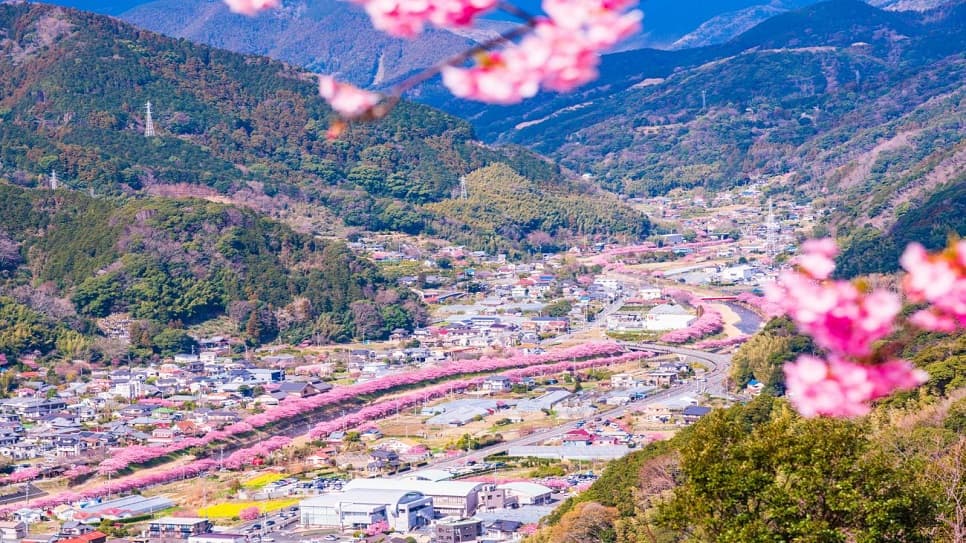 Khung cảnh lung linh tại Lễ hội Hoa anh đào Kawazu